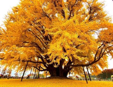  KHÁM PHÁ CÂY GINKGO: CÂY CỔ THỤ VÀ LỢI ÍT CHO SỨC KHỎE