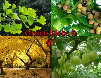 Bạch quả (Ginkgo biloba) là gì, tác dụng sức khỏe con người ra sao?
