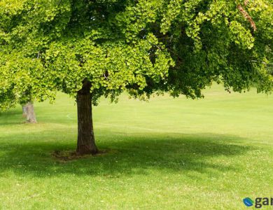 Bạch quả: Loài cây linh thiêng tốt cho trí não con người