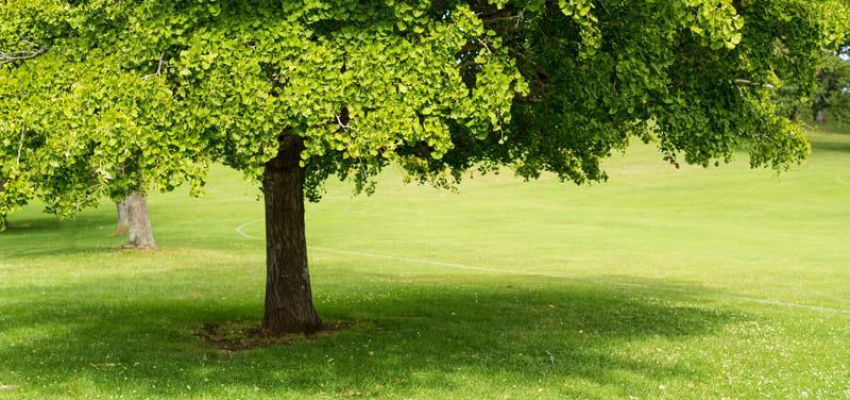 Bạch quả: Loài cây linh thiêng tốt cho trí não con người